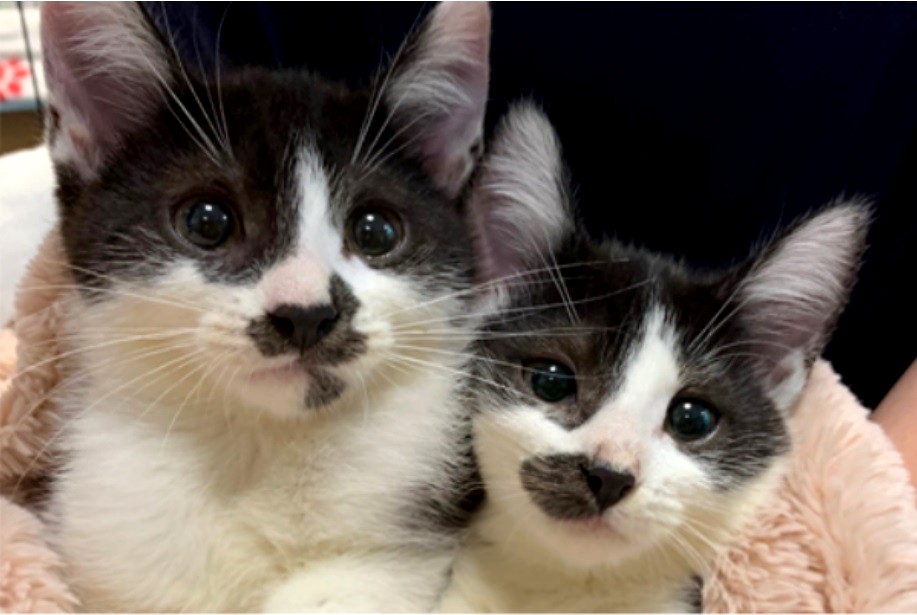 Guide To Raw Food For Cats How To Get Started Safely