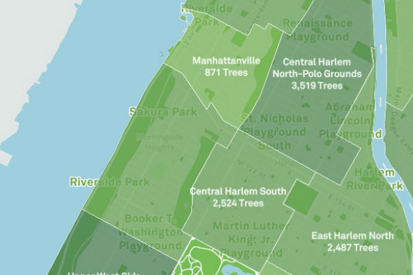 The Nyc Street Tree Map An Interactive Site Mapping The Trees